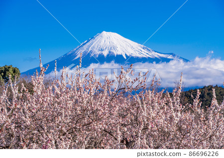 (靜岡縣)岩本山公園和富士山的李子 (靜岡縣)岩本山公園和富士山的李子 86696226