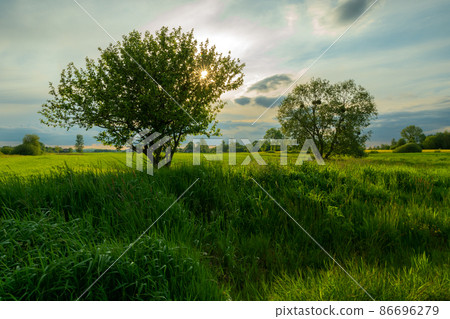 The sun behind the tree on the meadow, spring view 86696279