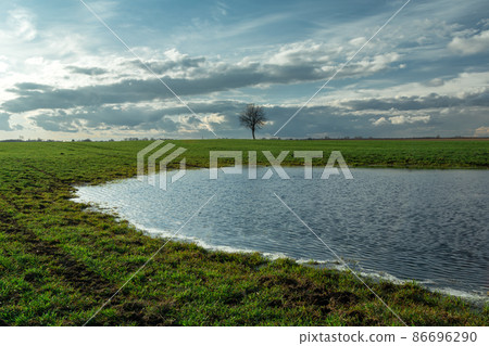 Rainwater on a green meadow and a lonely tree Rainwater on a green meadow and a lonely tree 86696290