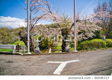 Itsukushima Shrine Sakura Itsukushima Shrine Sakura 86696325