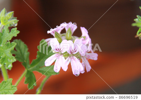 Water dripping sented geranium flowers Water dripping sented geranium flowers 86696519