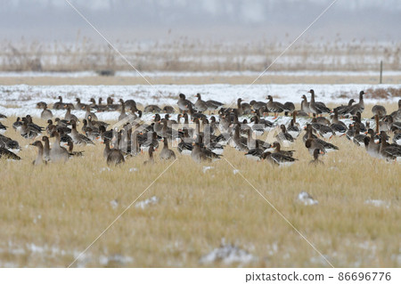 Large waterfowl found in rice fields and wetlands in winter, Greater White-fronted Goose seen in groups in Hachirogata, Akita Prefecture and Miyagi Prefecture Large waterfowl found in rice fields and wetlands in winter, Greater White-fronted Goose seen in groups in Hachirogata, Akita Prefecture and Miyagi Prefecture 86696776