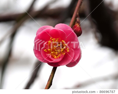 枝上的八重紅梅（一朵粉紅色的花和一枝帶芽的李子） 86696787