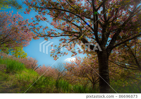 The spring sky overlooking the peony cherry blossoms in full bloom 86696873