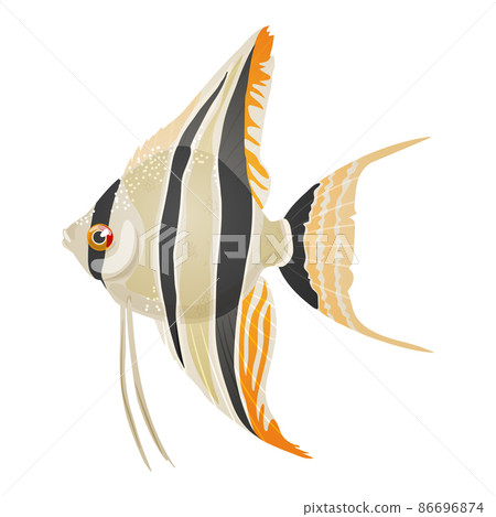Vector illustration of freshwater aquarium angelfish, pterophyllum scalare Vector illustration of freshwater aquarium angelfish, pterophyllum scalare 86696874