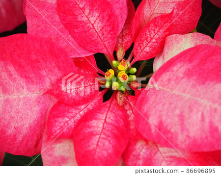 Poinsettia Poinsettia 86696895