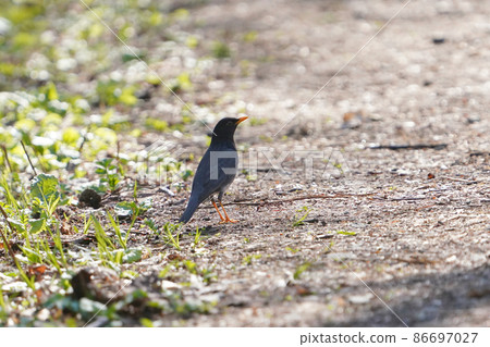 Male thrush looking for food on the forest promenade 86697027
