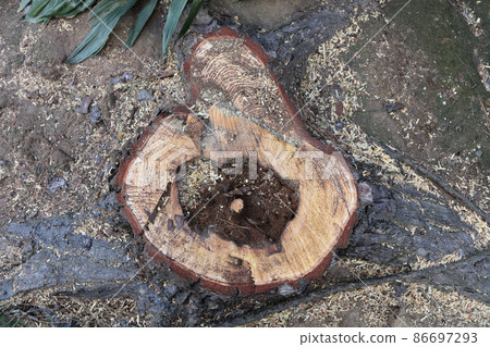 Logging and removal of trees (pine) 86697293