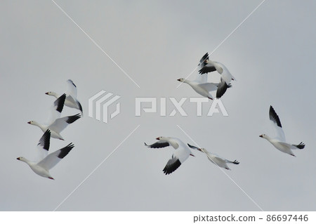 A group of beautiful pure white snow geese seen in the middle of winter in the snowy fields of Hachirogata, Akita Prefecture, and their flight A group of beautiful pure white snow geese seen in the middle of winter in the snowy fields of Hachirogata, Akita Prefecture, and their flight 86697446