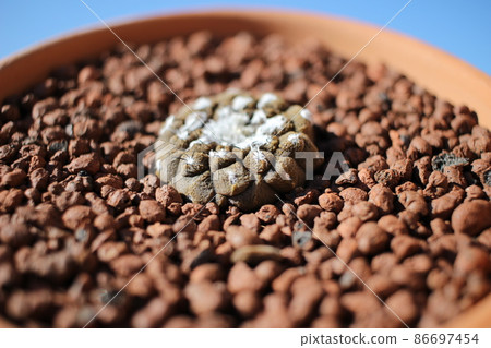 仙人掌 Hippogaea Copiapoa Hippogaea 蜥蜴皮 仙人掌 Hippogaea Copiapoa Hippogaea 蜥蜴皮 86697454