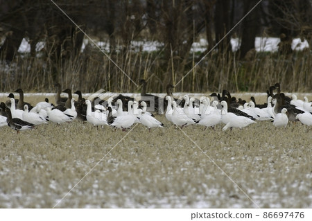 A group of beautiful pure white snow geese seen in the middle of winter in the snowy fields of Hachirogata, Akita Prefecture, and their flight A group of beautiful pure white snow geese seen in the middle of winter in the snowy fields of Hachirogata, Akita Prefecture, and their flight 86697476