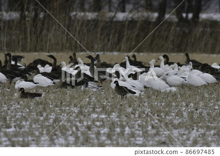 A group of beautiful pure white snow geese seen in the middle of winter in the snowy fields of Hachirogata, Akita Prefecture, and their flight A group of beautiful pure white snow geese seen in the middle of winter in the snowy fields of Hachirogata, Akita Prefecture, and their flight 86697485