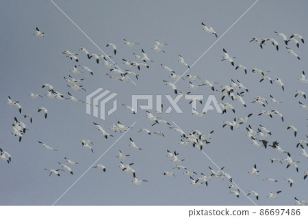 在秋田縣八郎方的雪原中看到的一群美麗的純白雪雁在仲冬和它們的飛行中 86697486