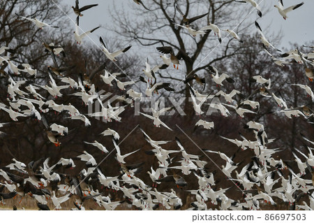 A group of beautiful pure white snow geese seen in the middle of winter in the snowy fields of Hachirogata, Akita Prefecture, and their flight 86697503
