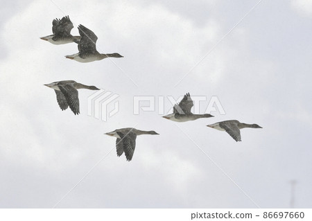 秋田縣八郎方和宮城縣出沼市隆冬時成群結隊的大型水鳥。 秋田縣八郎方和宮城縣出沼市隆冬時成群結隊的大型水鳥。 86697660