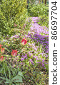 Carpet of blooming saxifrage in the front garden with juniper, boxwood and tulips. Landscape. 86697704