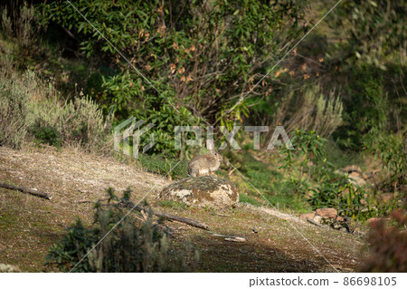 Rabbit on top of the rock in the middle of the field 86698105