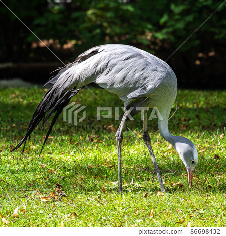 The Blue Crane, Grus paradisea, is an endangered bird 86698432