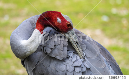 Sarus crane, Grus antigone also known as Indian sarus crane Sarus crane, Grus antigone also known as Indian sarus crane 86698433