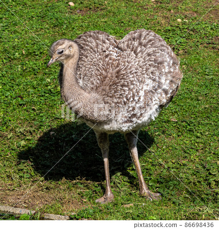 Darwin's rhea, Rhea pennata also known as the lesser rhea. Darwin's rhea, Rhea pennata also known as the lesser rhea. 86698436