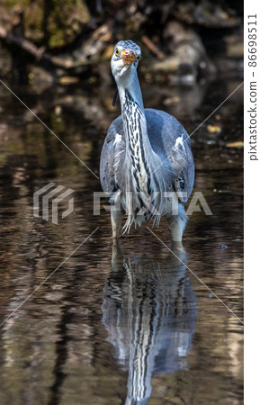 Grey heron, Ardea cinerea, a massive gray bird wading through a flat lake searching for fish Grey heron, Ardea cinerea, a massive gray bird wading through a flat lake searching for fish 86698511