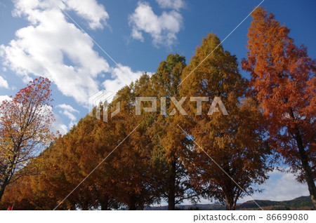 Shiga Prefecture Makino Pickland scenery in autumn Shiga Prefecture Makino Pickland scenery in autumn 86699080