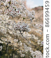 Cherry Blossoms	 86699459