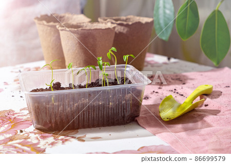 Pepper seedlings grow in plastic container in sunlight, peat pots, scoop. Early spring planting. Concept of organic vegetable growing. Tender fragile sweet pepper sprouts ready for transplant. Pepper seedlings grow in plastic container in sunlight, peat pots, scoop. Early spring planting. Concept of organic vegetable growing. Tender fragile sweet pepper sprouts ready for transplant. 86699579