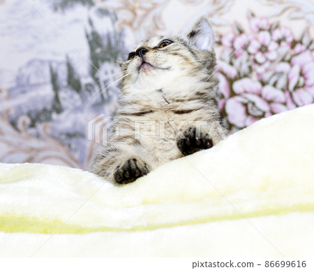 beautiful tiger Scottish kitten golden chinchilla is lying on the bed 86699616