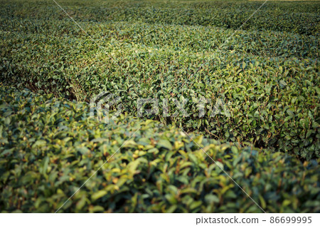 Korakuen Tea Garden in Okayama City, Okayama Prefecture 86699995