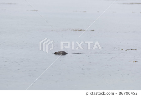 Harbour seal swimming in the coastal waters of Iceland Harbour seal swimming in the coastal waters of Iceland 86700452