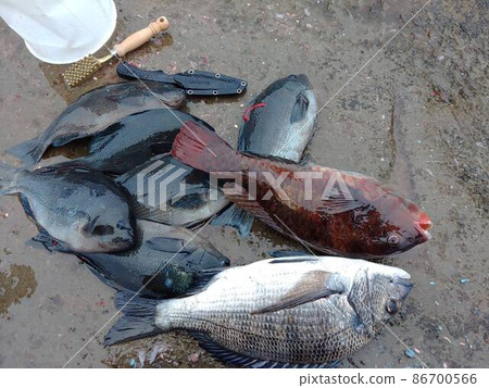 釣到的魚 86700566