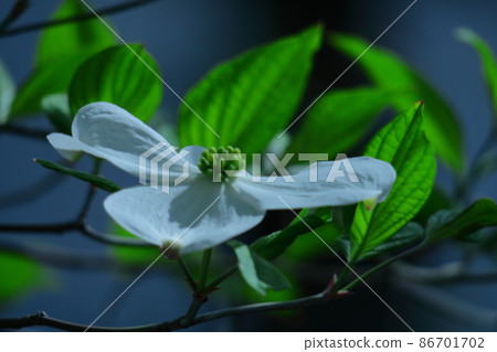 Gifts from the United States Gifts from the United States 86701702