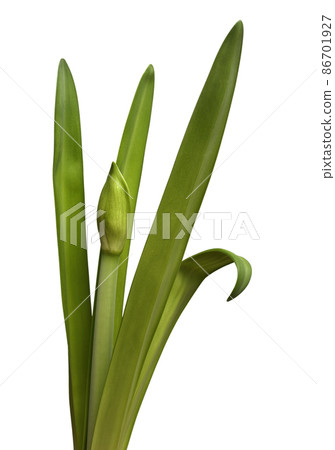 unblown amaryllis bud and leaves on a white 86701927
