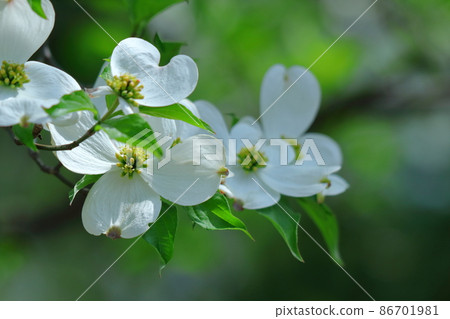 Gifts from the United States Gifts from the United States 86701981