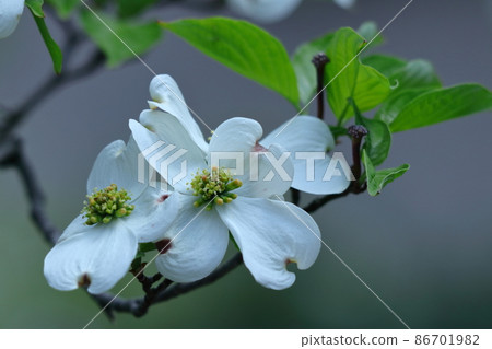 Gifts from the United States 86701982