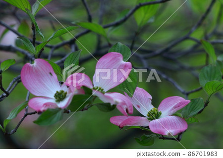 Gifts from the United States 86701983