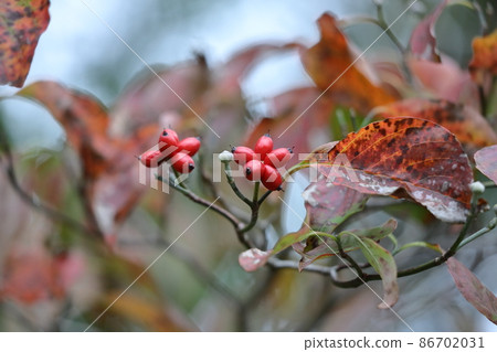 Gifts from the United States Gifts from the United States 86702031