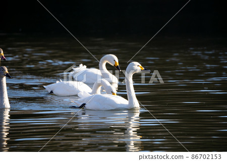 Tundra swan moving on the surface of the water Tundra swan moving on the surface of the water 86702153