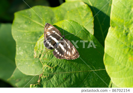 Neptis sapphire perching on a leaf Neptis sapphire perching on a leaf 86702154
