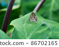 Ypthima argus perching on a leaf 86702165