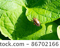 Arma custos perching on leaves 86702166
