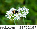 Ohanaab perching on a garlic flower 86702167