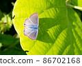 Pea blue spreading its wings on the leaves 86702168