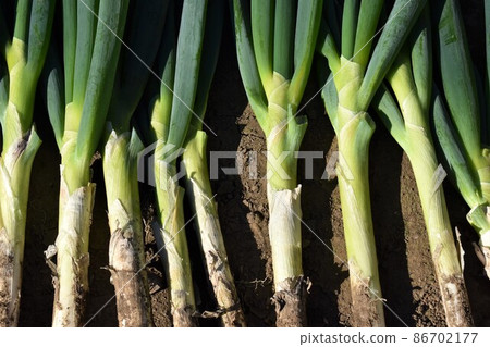 Japanese leek Japanese leek 86702177