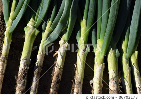 Harvested green onions Harvested green onions 86702178