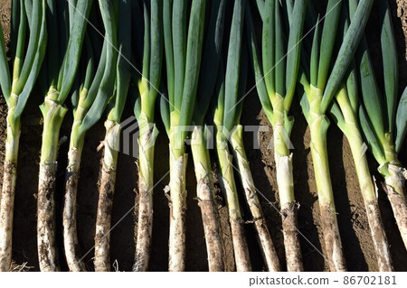 Harvested green onions 86702181