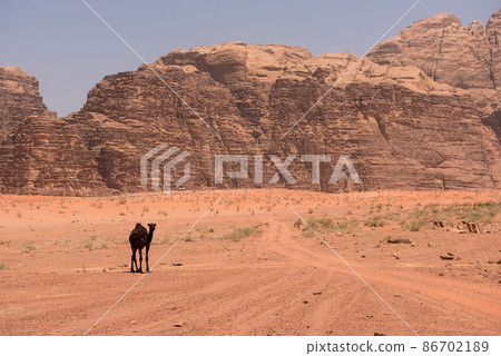 Camel in Wadi Rum desert, Jordan 86702189