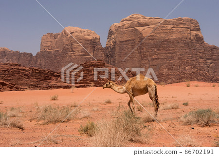Camel in Wadi Rum desert, Jordan 86702191