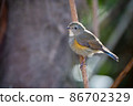 Red-flanked bluetail perched on a tree branch 86702329
